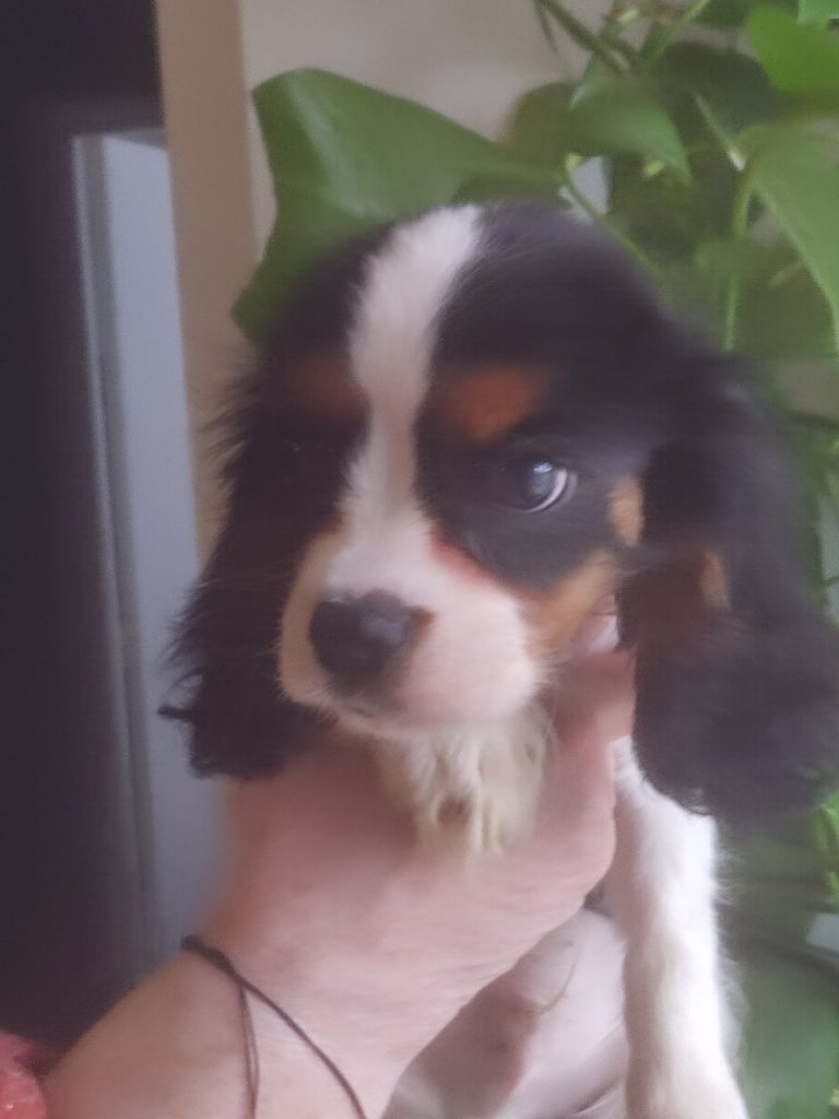 Au Coeur Des Landes - Chiots disponibles - Cavalier King Charles Spaniel