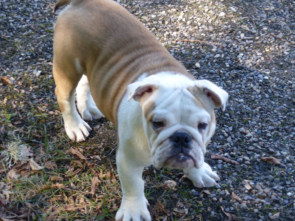 Au Coeur Des Landes - Chiots disponibles - Bulldog Anglais