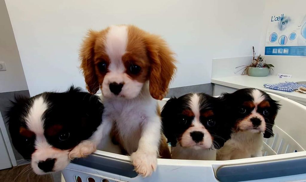 Chiot Cavalier King Charles Spaniel Au Coeur Des Landes